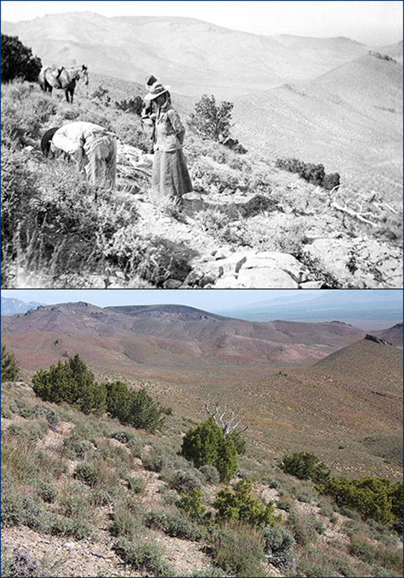 Top: Annie Alexander watches Eustace Furlong in a quarry on the east slope of Saurian Hill. Bottom: The approximate location of the same quarry today. Top photo from Alexander’s Saurian Expedition of 1905 scrapbook, UCMP archives; bottom photo by David Smith.