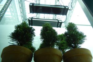 Conifers-under-UV-B-lamps