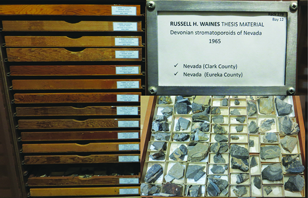 Waines’ stromatoporoid collection is housed in metal cabinets with wooden drawers at the UCMP. Photo courtesy of author.