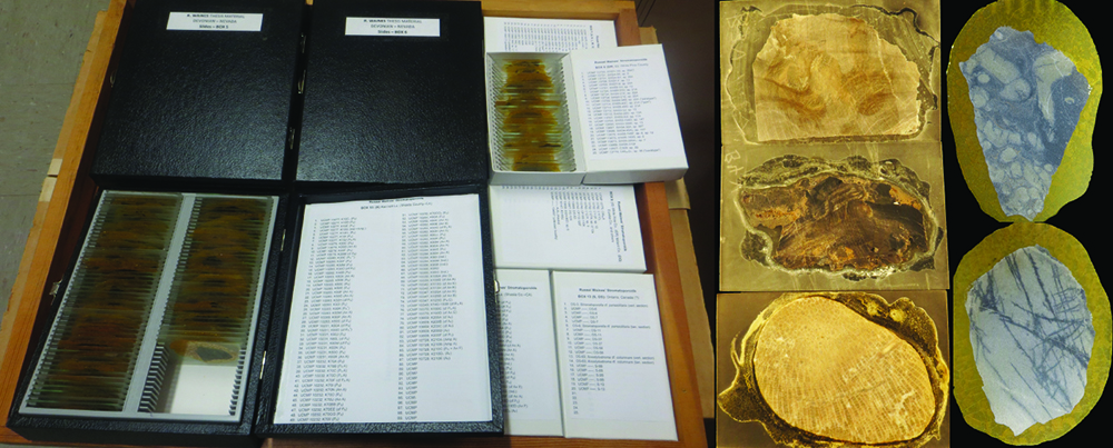 Figure 2: This collection houses 16 boxes with the slides from cross sections of the specimens. On the right are images of some of these slides. Photo courtesy of author.