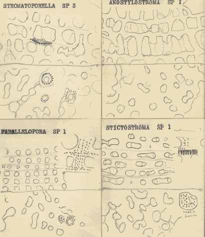 Figure 3: Drawings of the cross-sections from four of his “new species”. Photo courtesy of author.