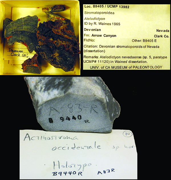 Figure 4: Images of two “type” specimens described by Waines in his dissertation. He gave temporary UCMP numbers to all “new” specimens he described; the top image, for example, shows a “paratype” with the temporary number UCMP 11120, which has been now changed to UCMP 13982. Locality numbers (e.g. B9405) were not changed. Most of the specimens are also cut to make slides. The bottom image shows a “holotype” that has been cut: the code A-83-R refers to the slide with its cross-section (apparently A-83 refers to a group of specimens from the same locality, and R refers specifically to this specimen), and the number 10 refers to this taxon. Photo courtesy of author.