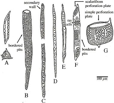 collenchyma cells in plants