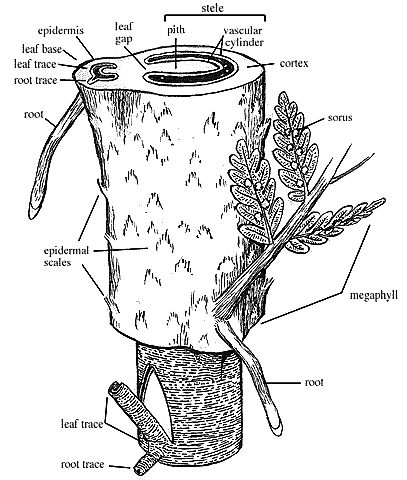 plant structure xylem and phloem