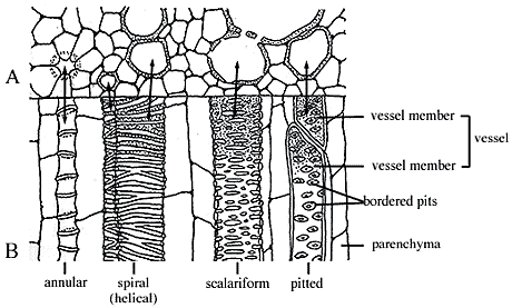 ground tissue parenchyma collenchyma sclerenchyma