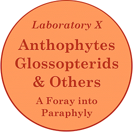 [Laboratory X - Anthophytes, Glossopterids and Others]