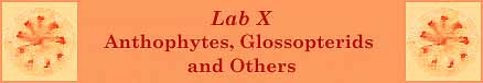 [Laboratory X - Anthophytes, Glossopterids and Others]