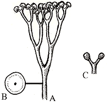 cooksonia