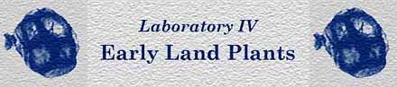 [Laboratory IV - Early Land Plants]