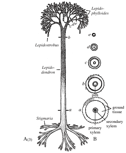 lepidodendron stem anatomy