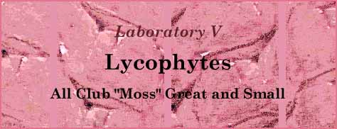 [Laboratory V -- Lycopsids -- All Club 