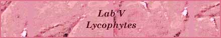 [Laboratory V -- All Club 