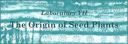[Laboratory VII - The Origin of Seed Plants]