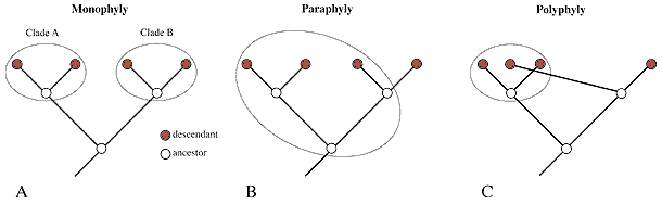 [Diagrams showing monophyly, paraphyly, polyphyly]
