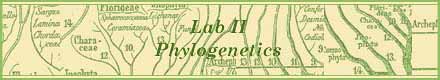[Laboratory II -- Phylogenetics -- The Science of Who's Related to Who]