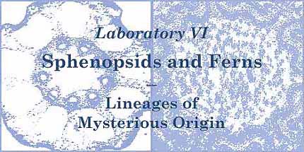 Laboratory VI - Sphenopsids and Ferns -- Lineages of Mysterious Origin]