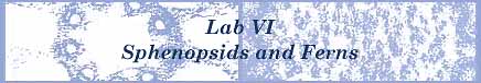 [Lab VI - Sphenopsids and Ferns]