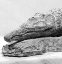 Machaeroprosopus, a phytosaur