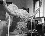 Bison head during the casting process
