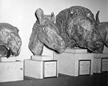 The Smilodon, Hipparion, Paramylodon and Synthetoceras heads in the Hearst Mining Building, 1957