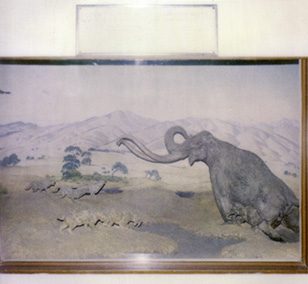 The Pleistocene diorama at the Randall Museum