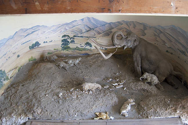 An overall view of the Pleistocene diorama