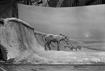 Equus diorama