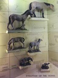 SBMNH horse evolution display