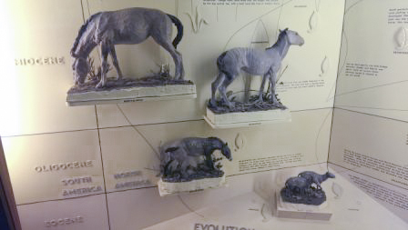 Lower section of SBMNH horse evolution display