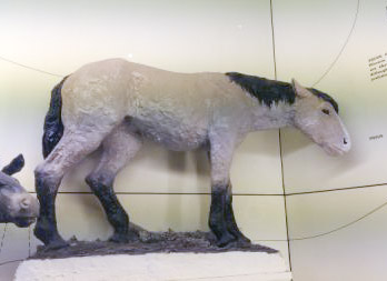 A non-Huff Equus in the SBMNH display