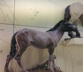 Huff's Pliohippus in the SBMNH display