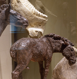 Pliohippus and Equus at The Museums at Blackhawk
