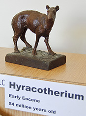 Huff's Hyracotherium