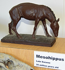 Huff's Miohippus, labeled as Mesohippus