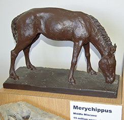 Huff's Merychippus