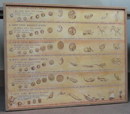 Panel showing stages of development in different animals, in storage at SBMNH