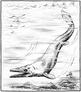 Huff's mosasaur drawing