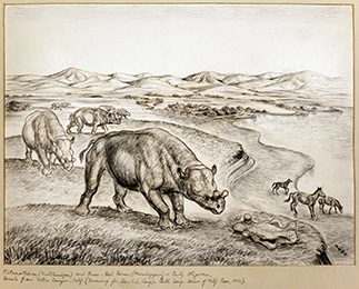 Huff's drawing of titanotheres and early horses for Camp's book