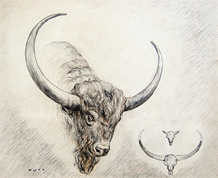 Huff's drawing of a giant bison head for Camp's book