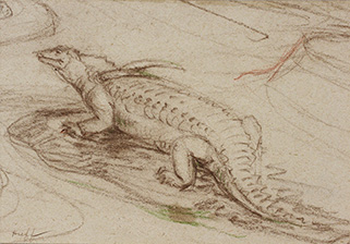 Huff's sketch of Episcoposaurus, now known as Desmatosuchus