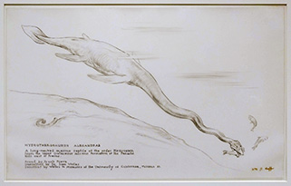 Drawing of Hydrotherosaurus