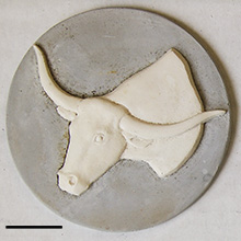 Medallion with the head of a steer