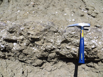 Closeup of a bivalve layer with rock hammer for scale