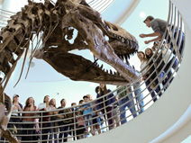 T. rex, docent, and tour group