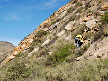 Erica looks for plant fossils on a slope east of the road