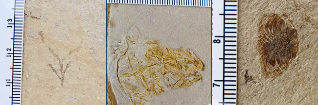 Fossils found at Gaviota State Park