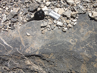 Orange burrows within a gray Cambrian carbonate mud in Marjum Pass.