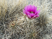 A lone cactus blossom in the Juab Limestone.