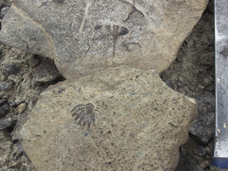 Two different kinds of trilobite pygidia (fused segments at the back end) in the Kanosh Shale.