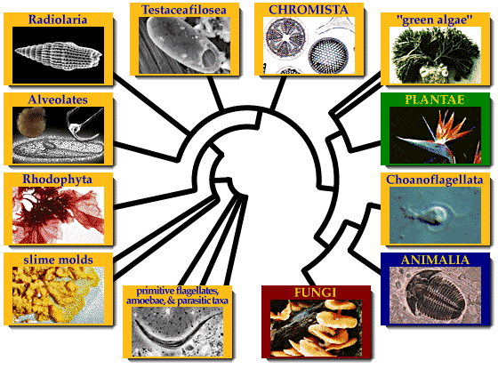 Systematics of the Eukaryota